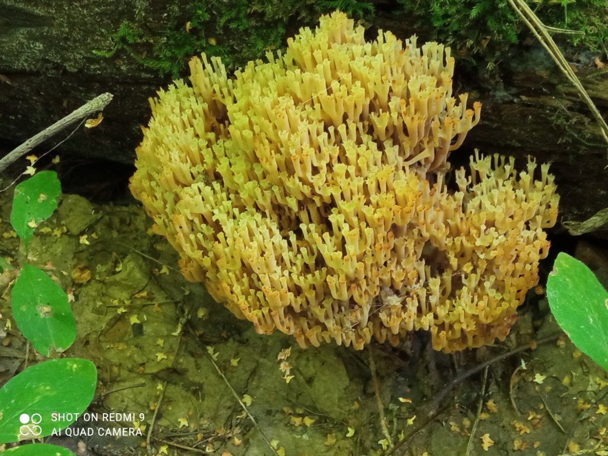 Клавикорона крыночковидная artomyces pyxidatus