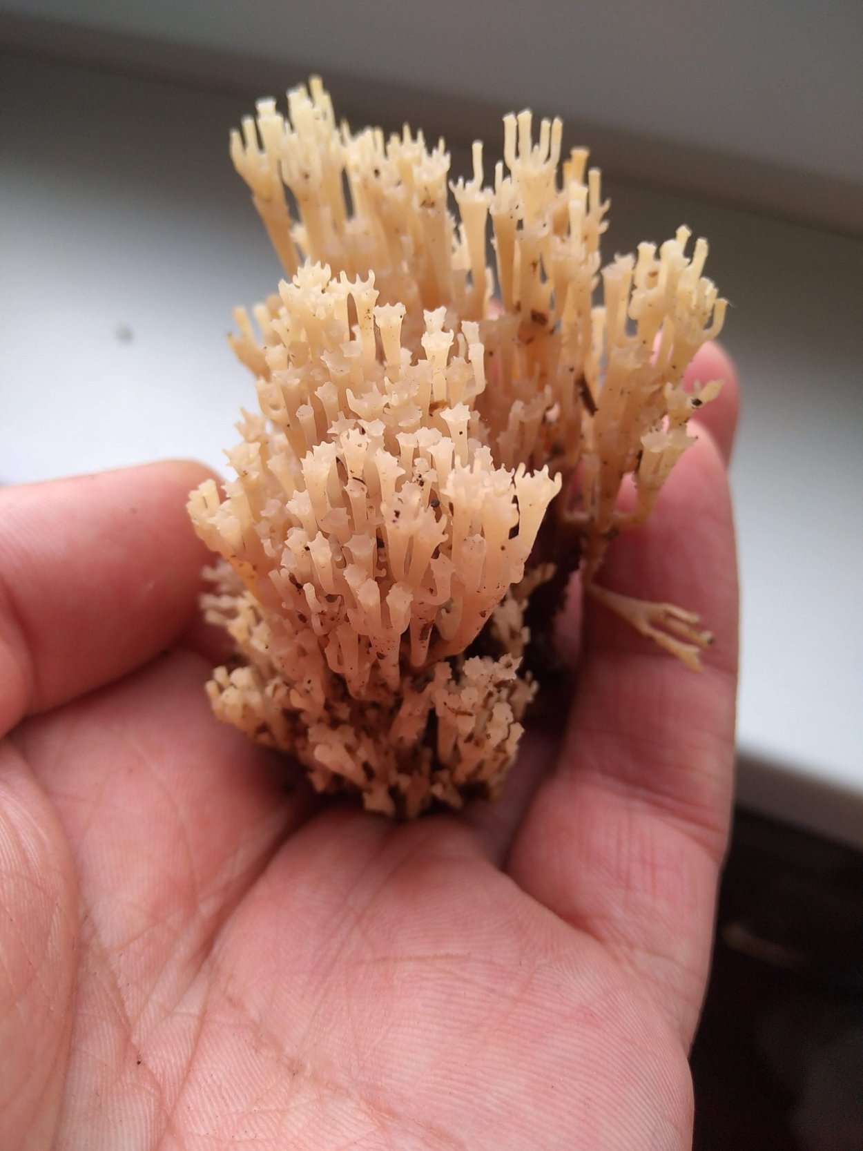 Гриб Клавикорона коробчатая