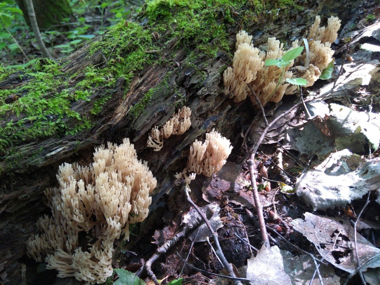 Грибы Саратовской области