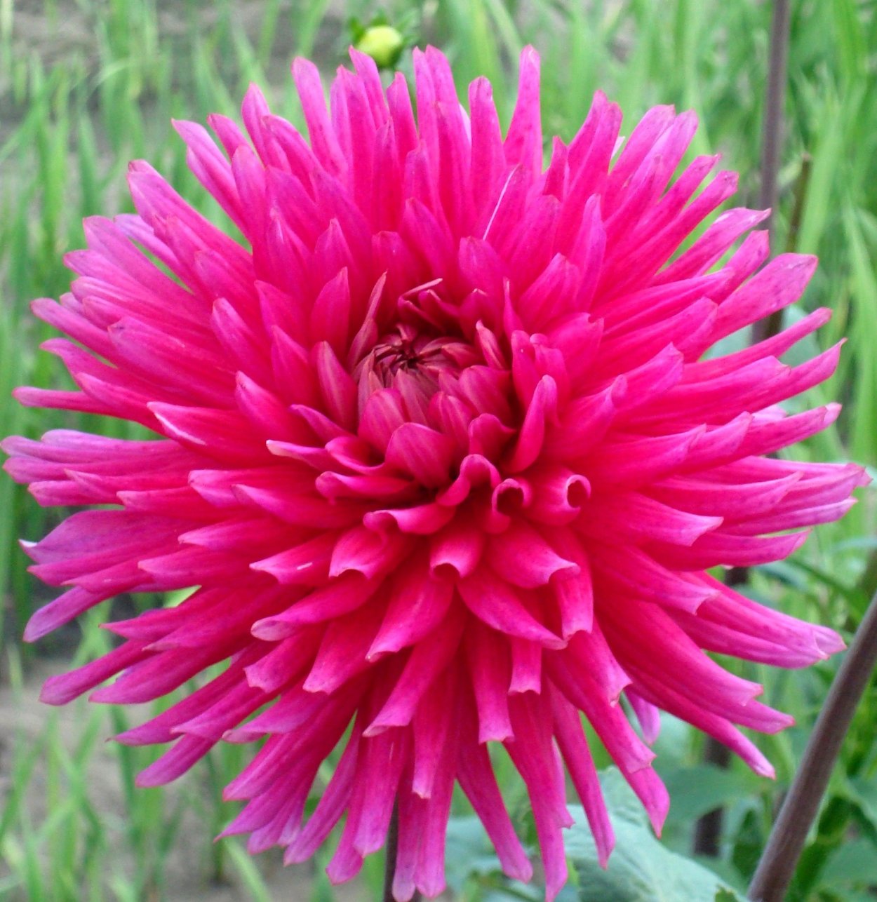 Георгина малиновый звон