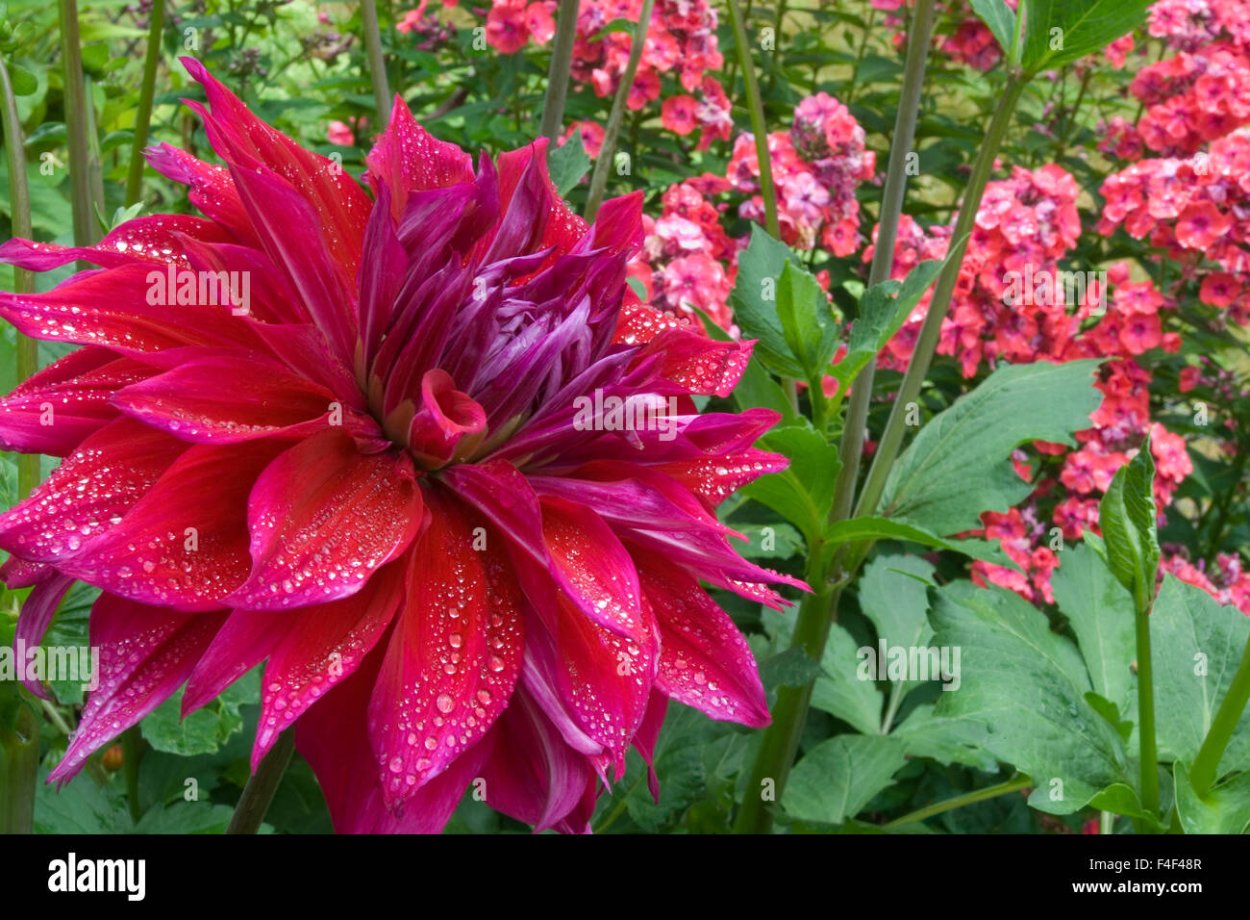 Георгин сорт Тигрёнок