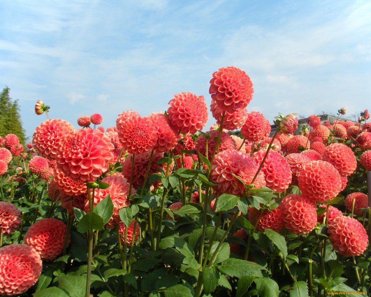 Георгин малиновый звон