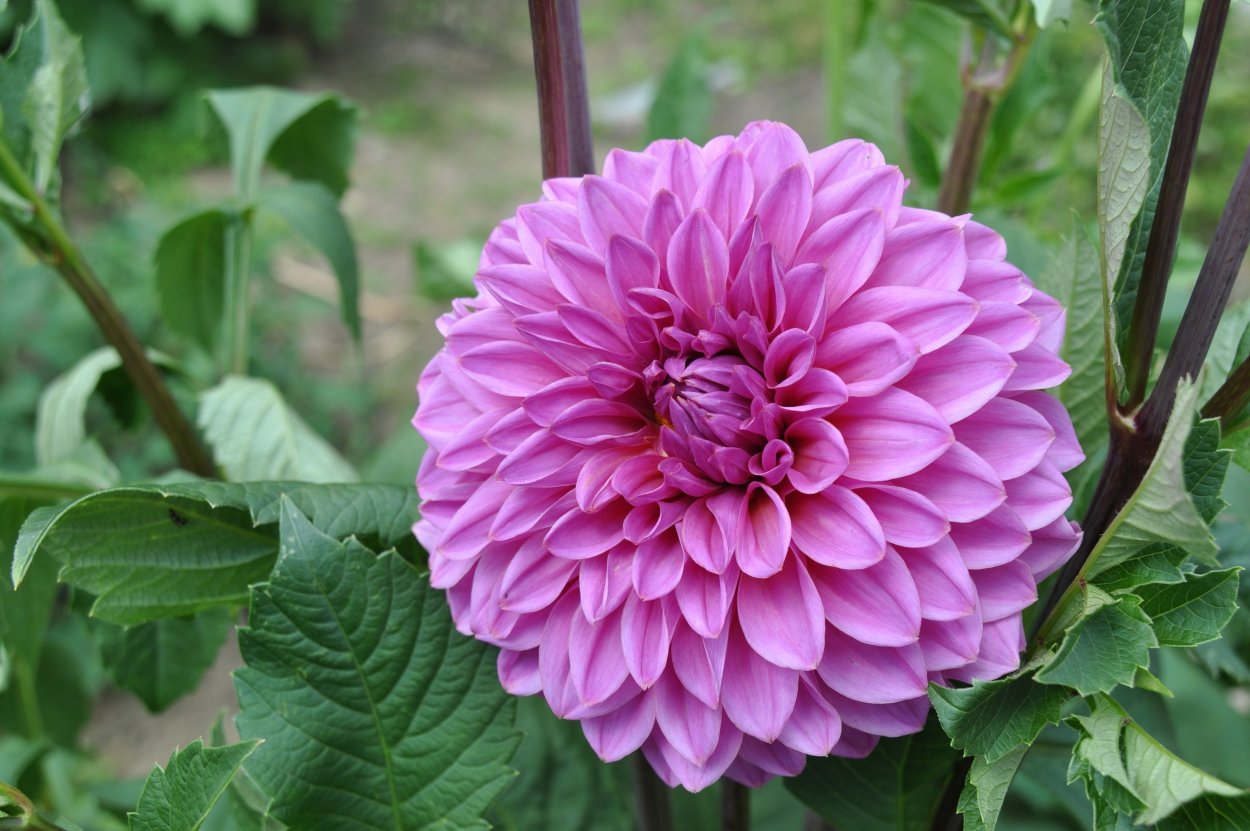 Буйский малиновый георгин