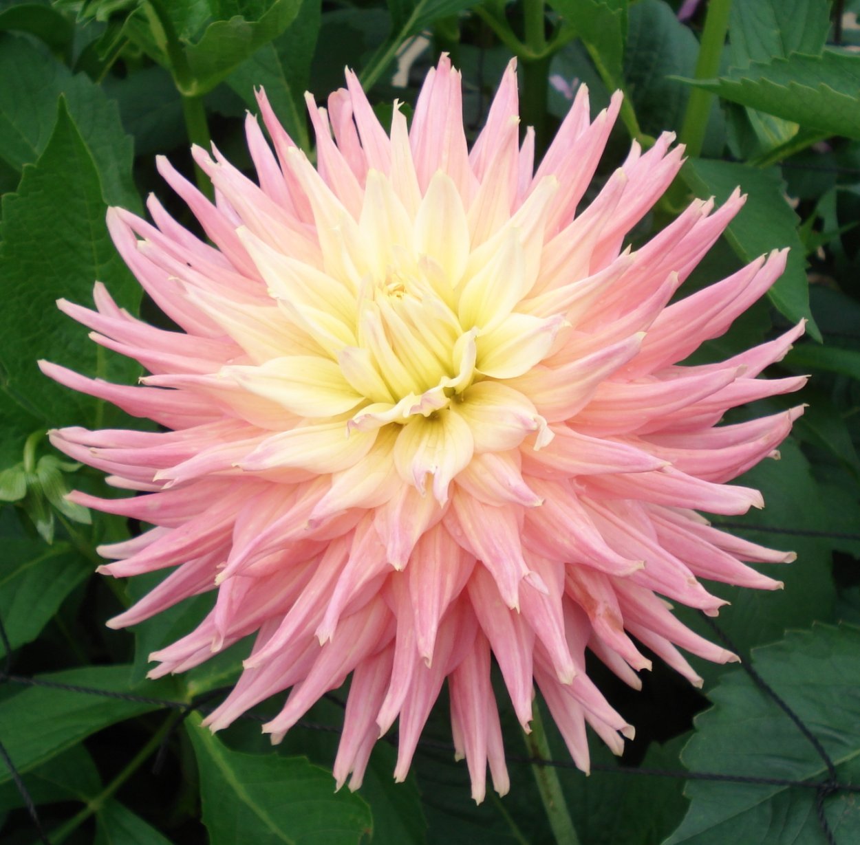 Георгин Мисс бренди