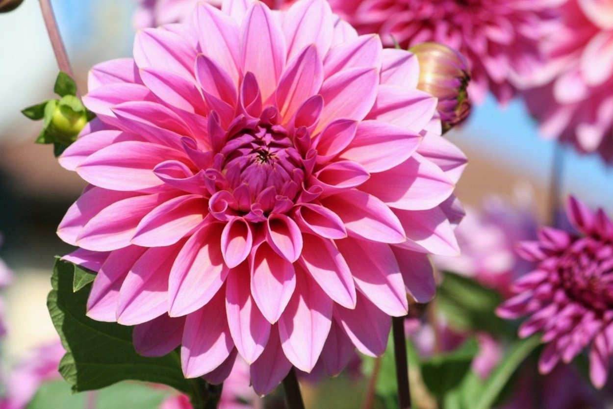 Георгина Гарден Уандер