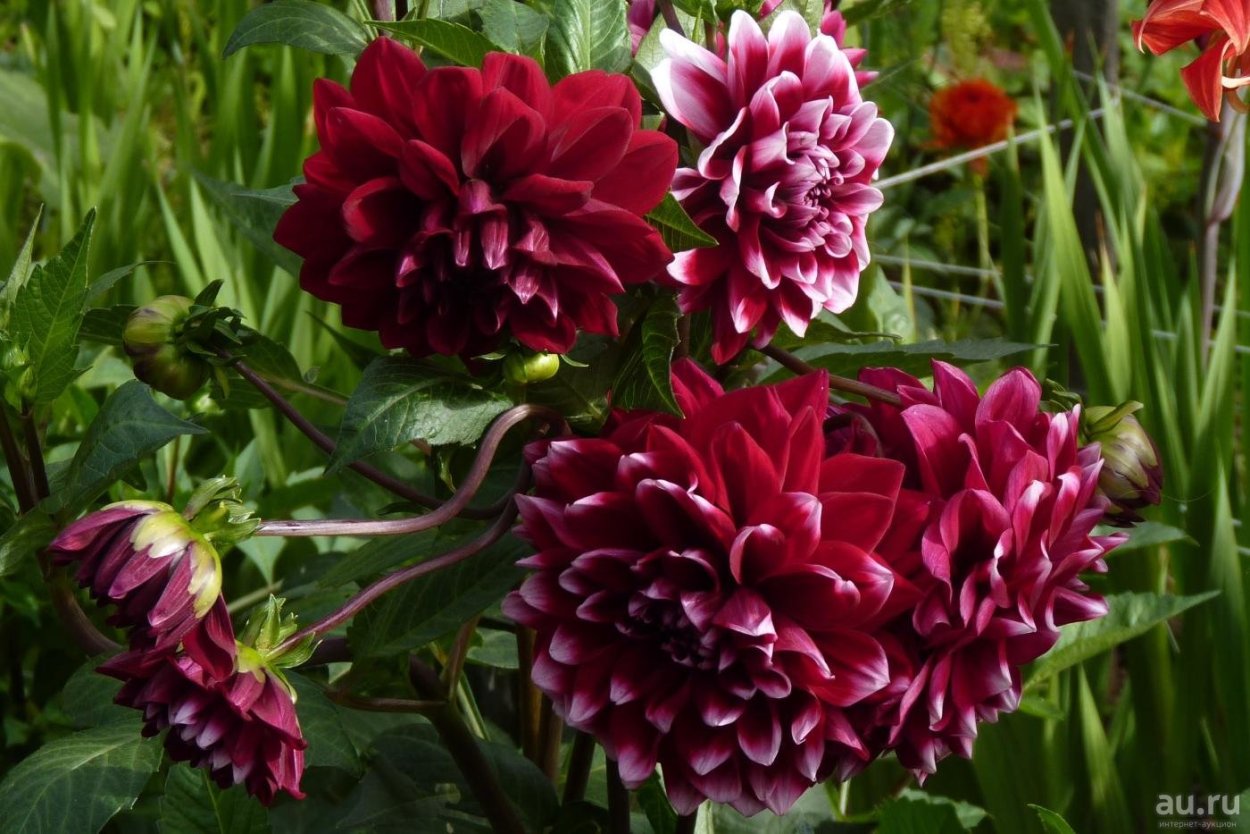 Георгины Dahlia