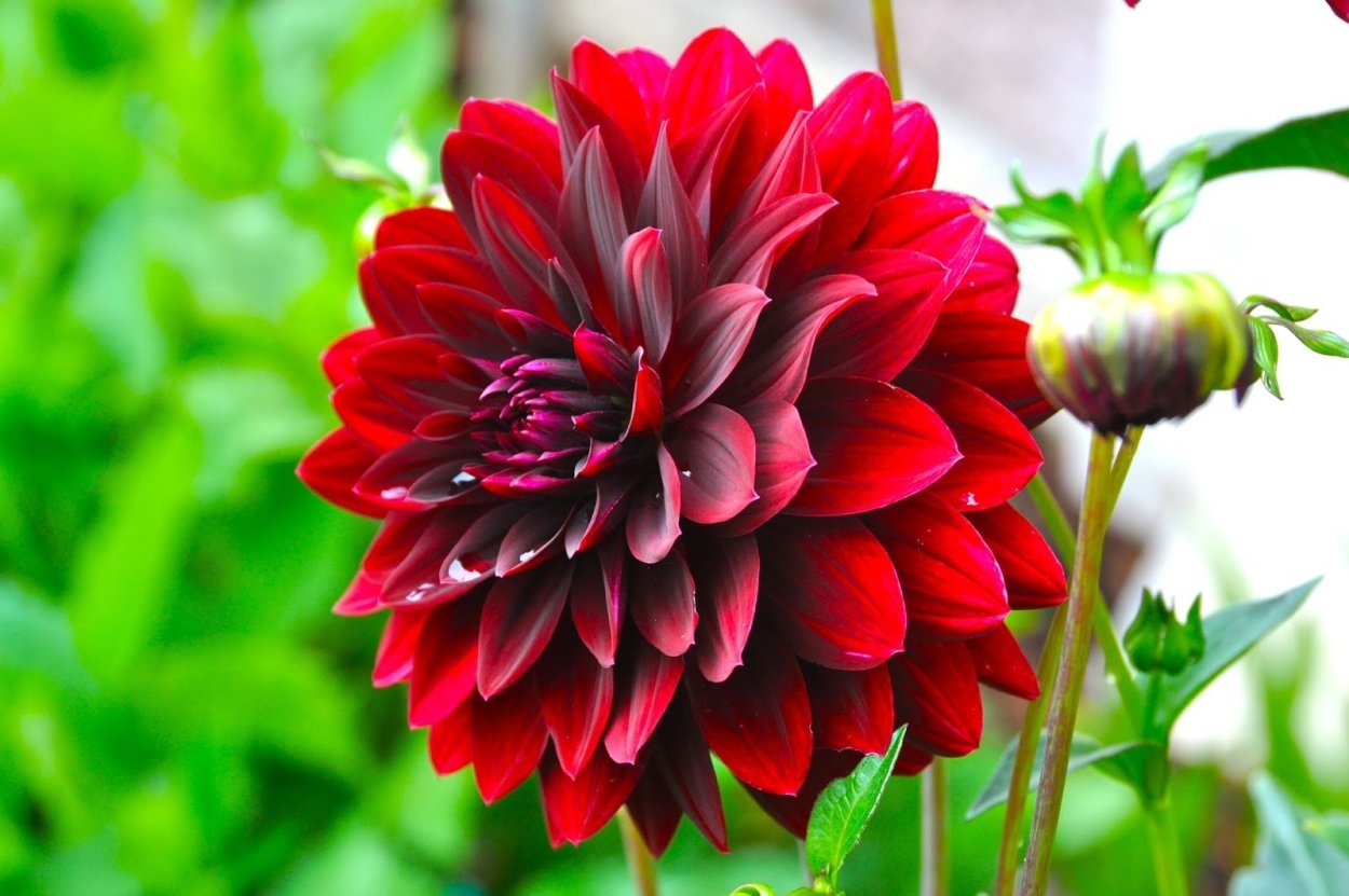 Канны, георгины,пионы