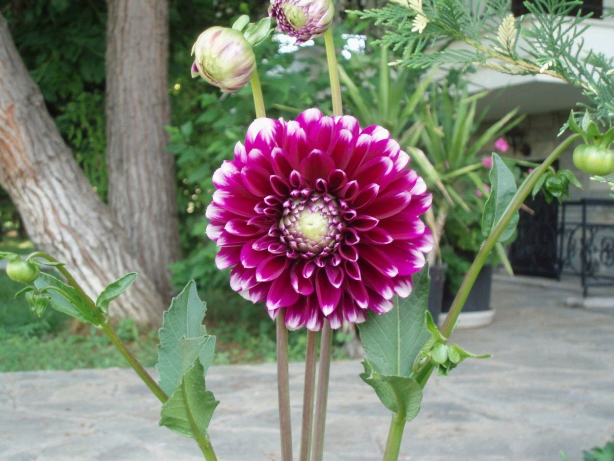 Георгины сбоку