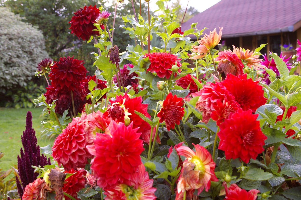 Георгин сорт Фантом