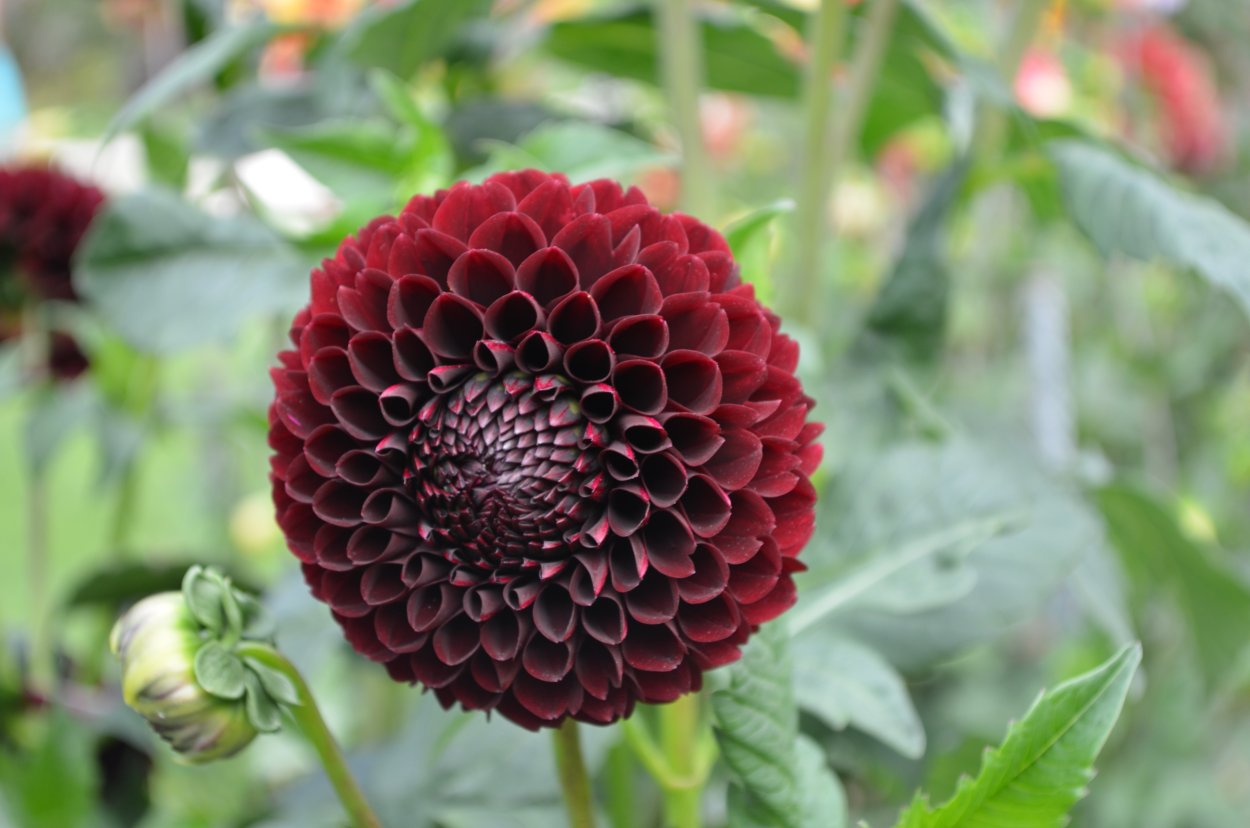 Георгина ред Скайн микс