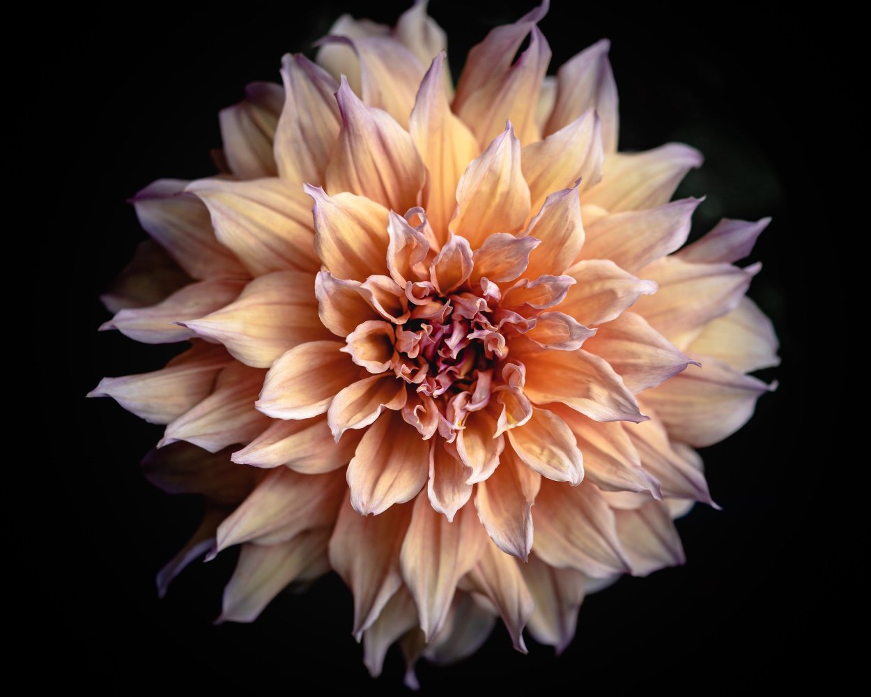 Георгина Нескио