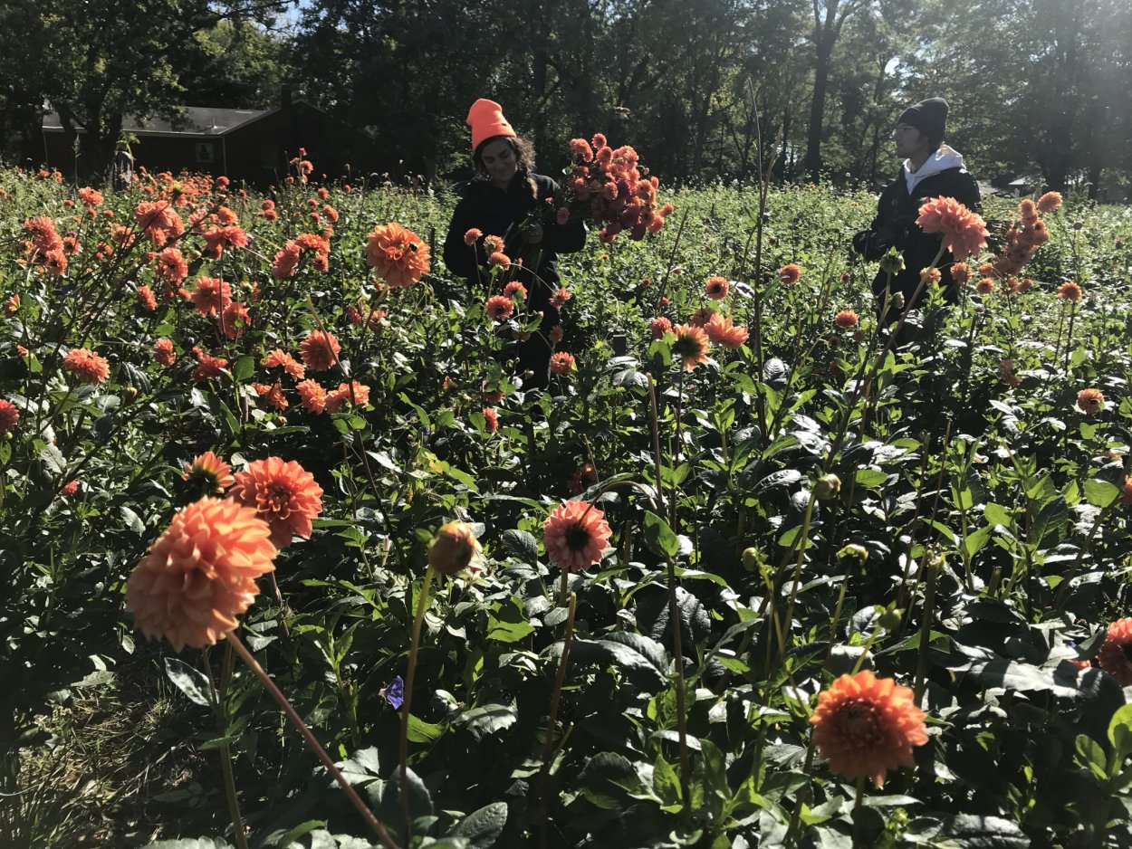 Георгины Вавилон Пурпл