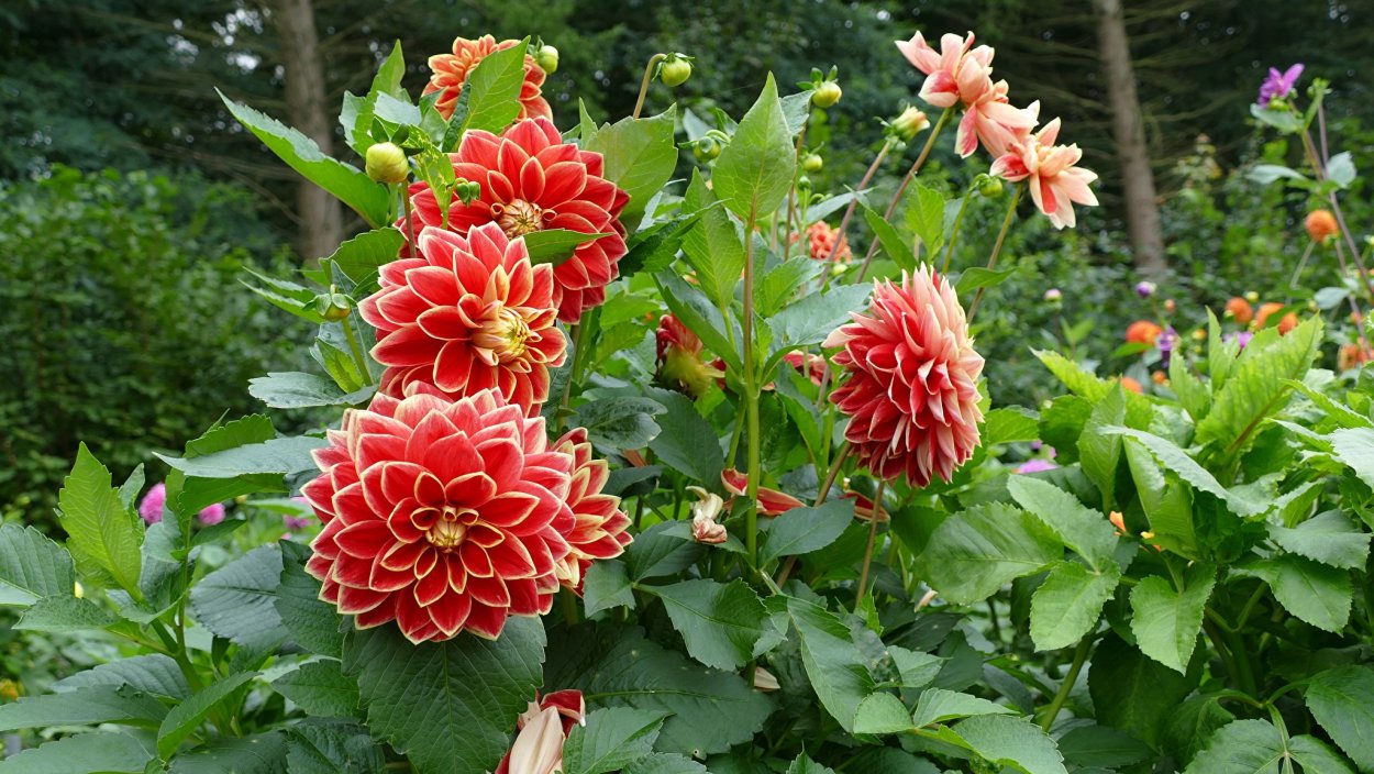 Георгина анемоновидная Фантом