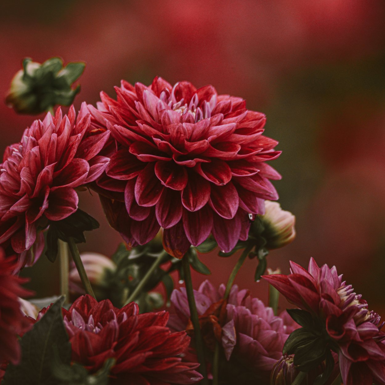 Георгина Даззлинг Сан