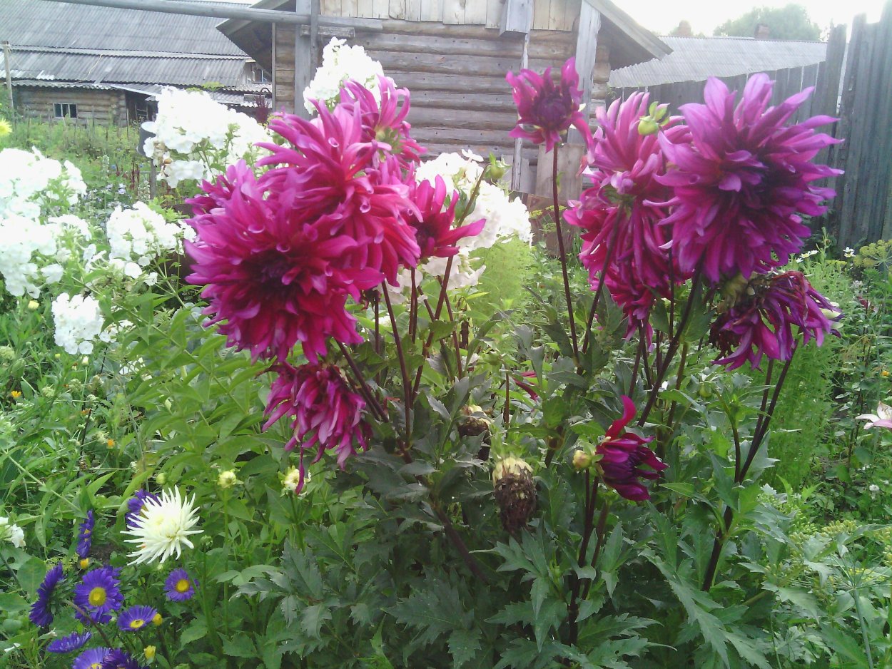 Георгины малиновые в вазе