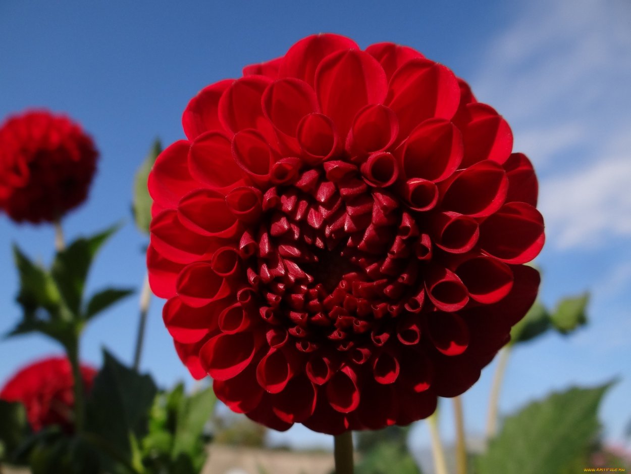 Георгина культурная куст