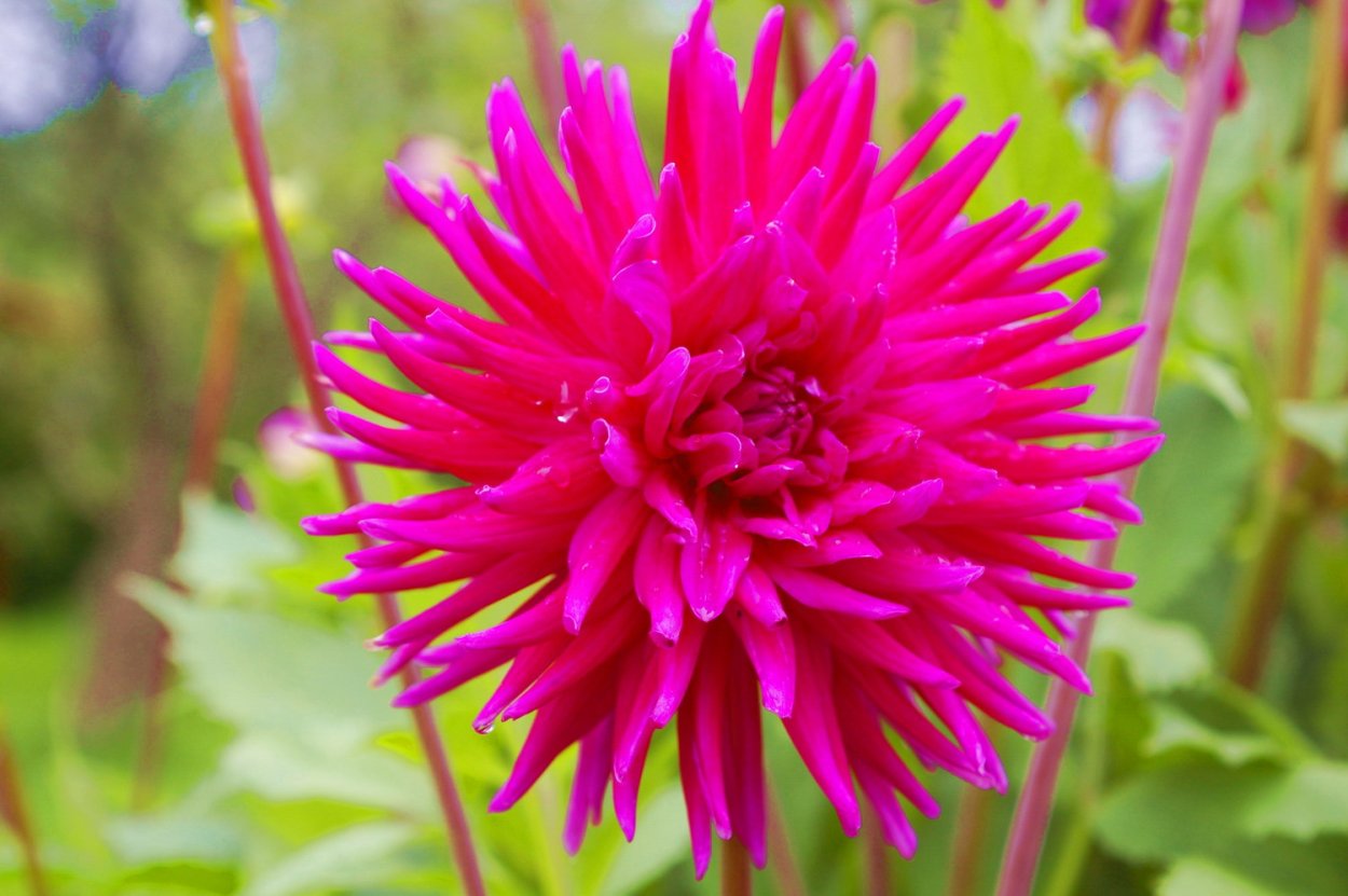 Георгина Таити Санрайз