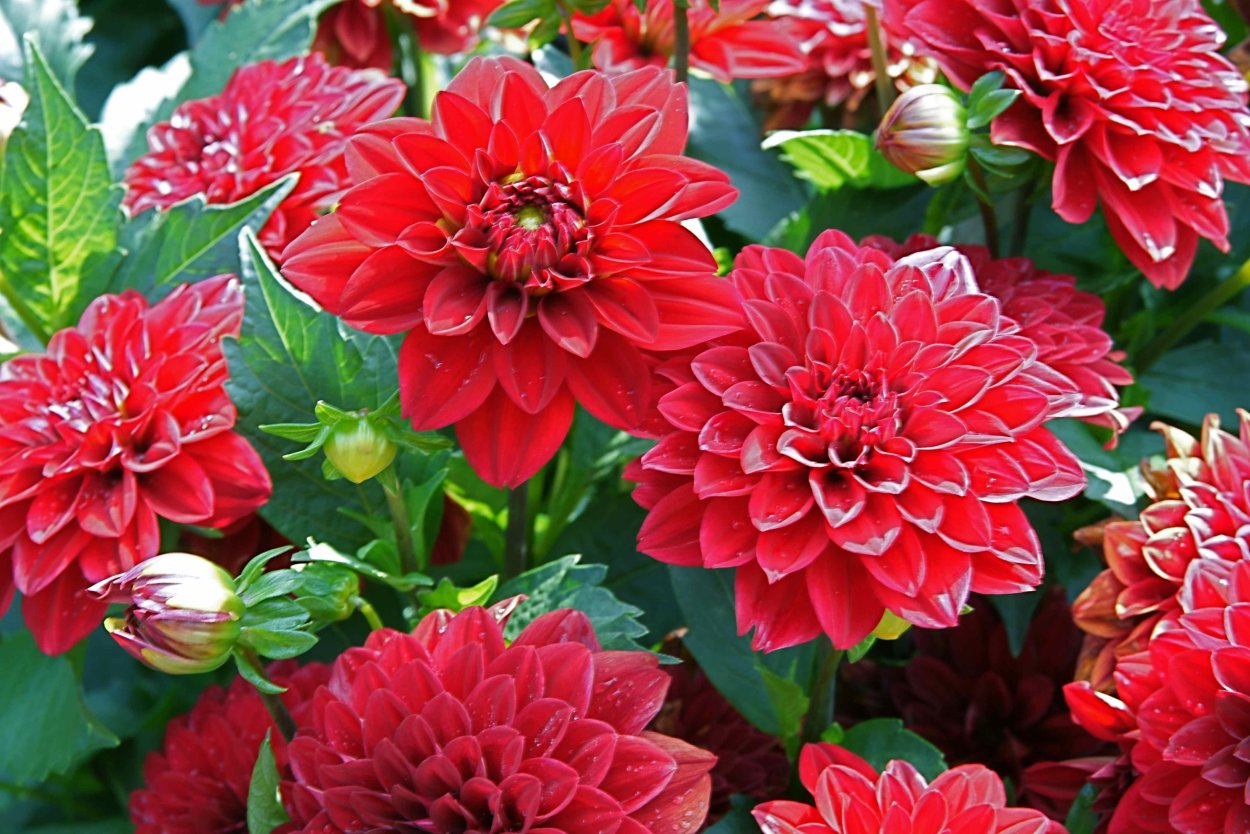 Георгина мультифлора