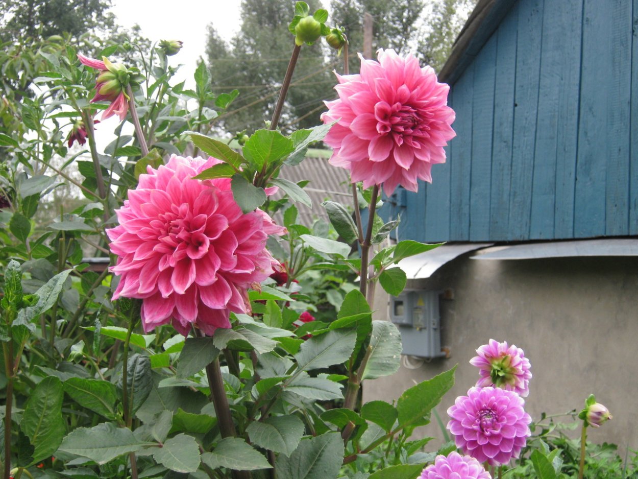 Георгин гейша