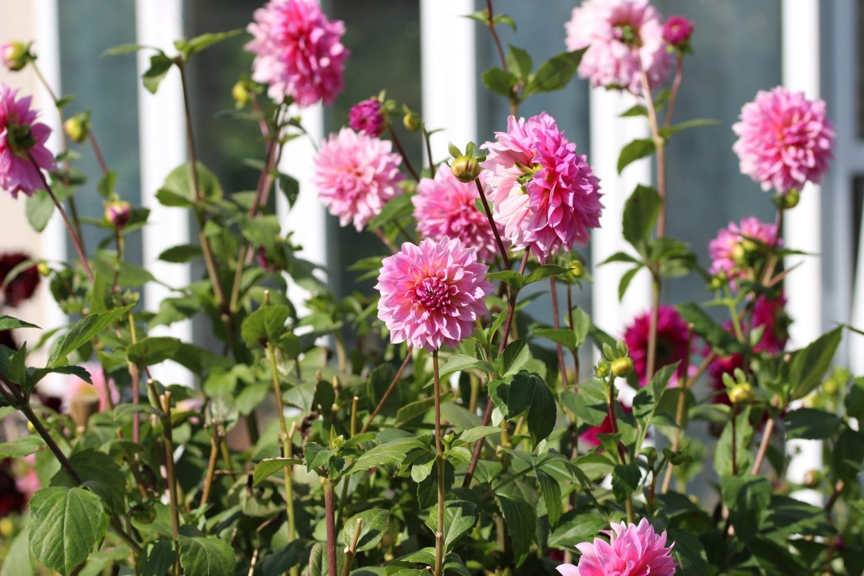 Георгин Давос