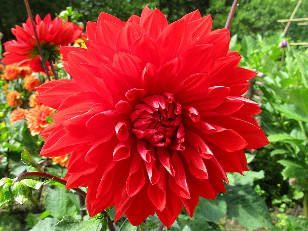 Георгин Кабальеро