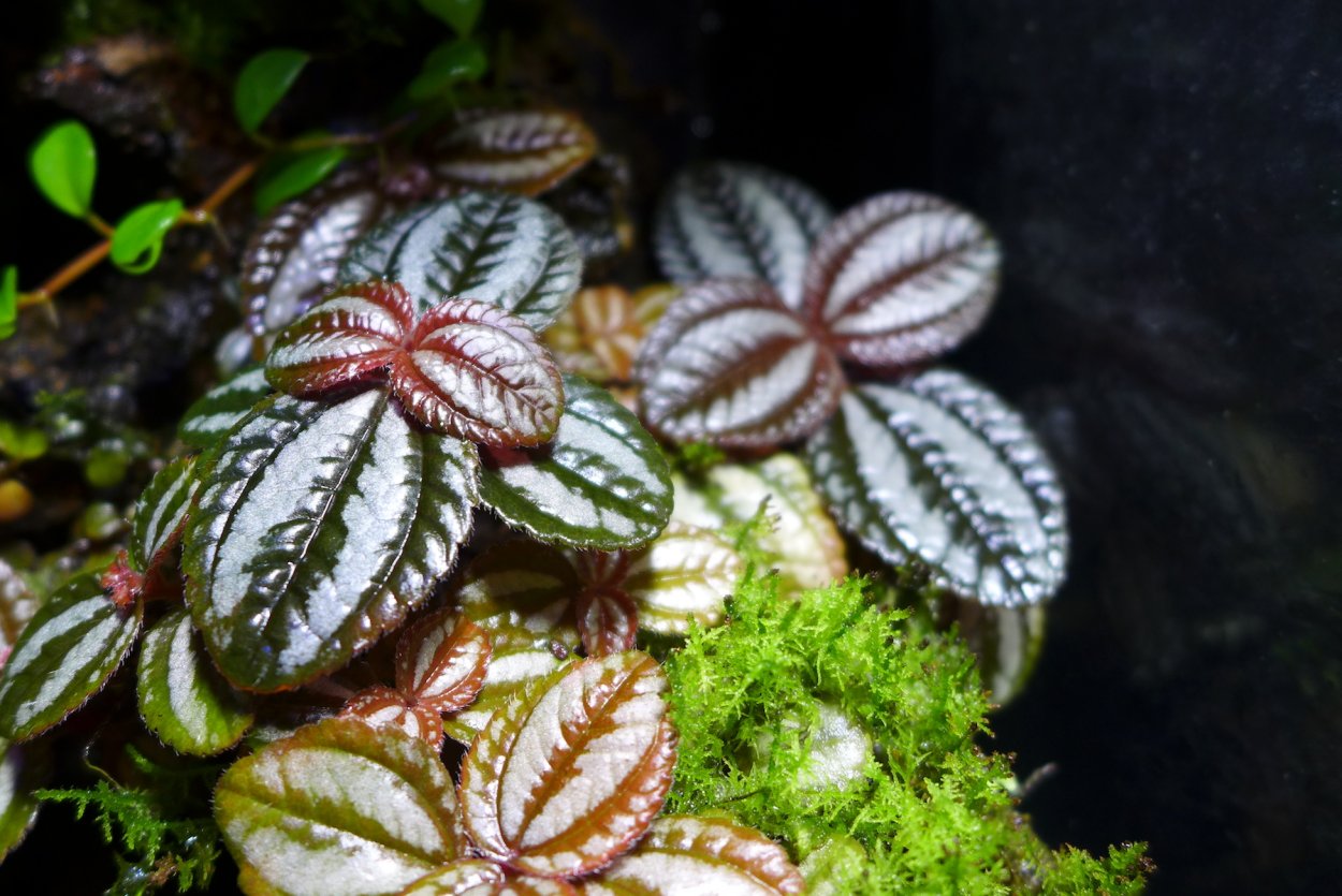 Пилея мелколистная вариегатная