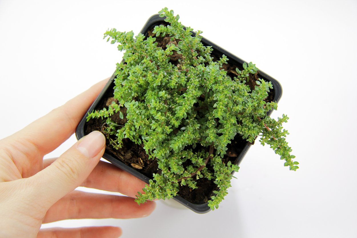 Пилея Микрофилла