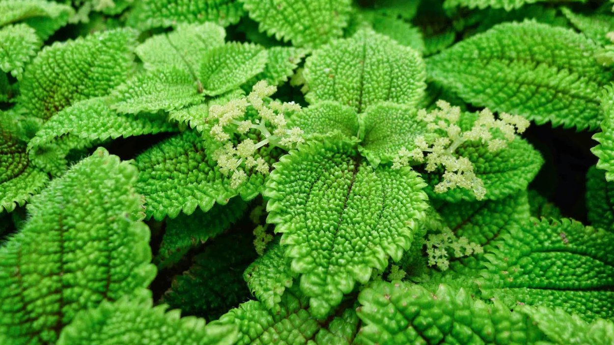 Пилея involucrata