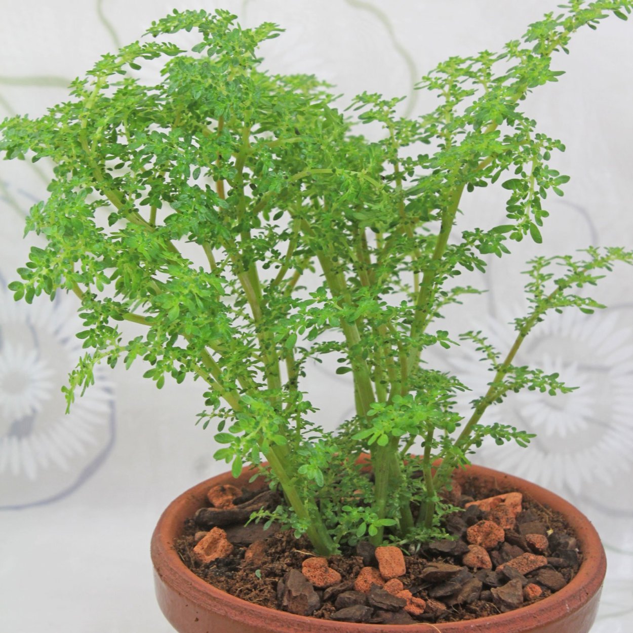 Пилея Микрофилла