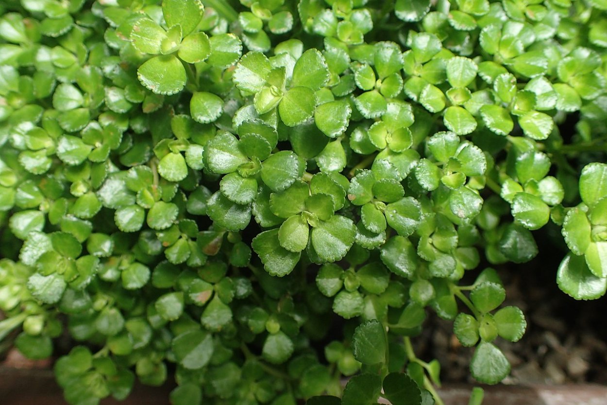 Пилея Кадье цветок