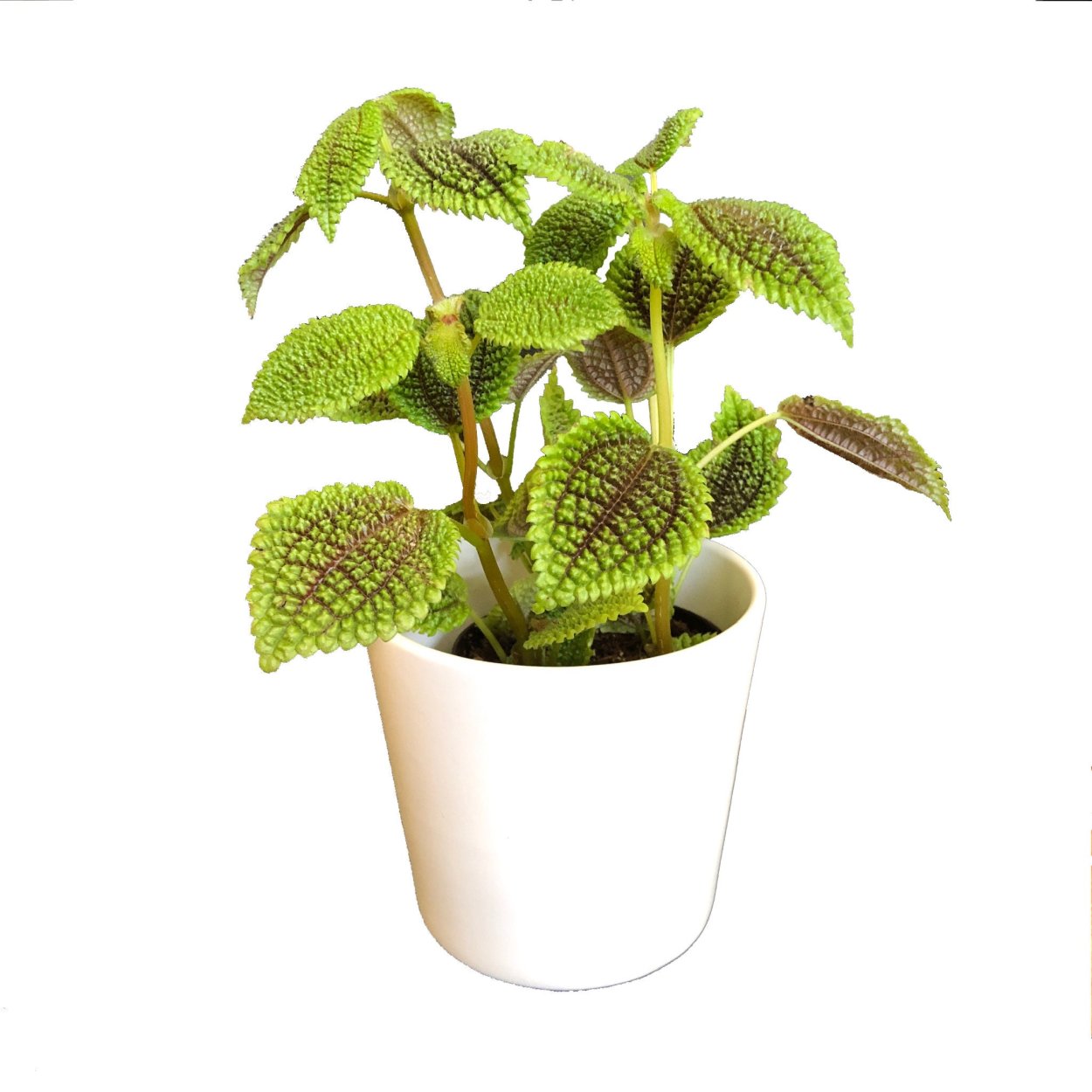 Пилея крокодил