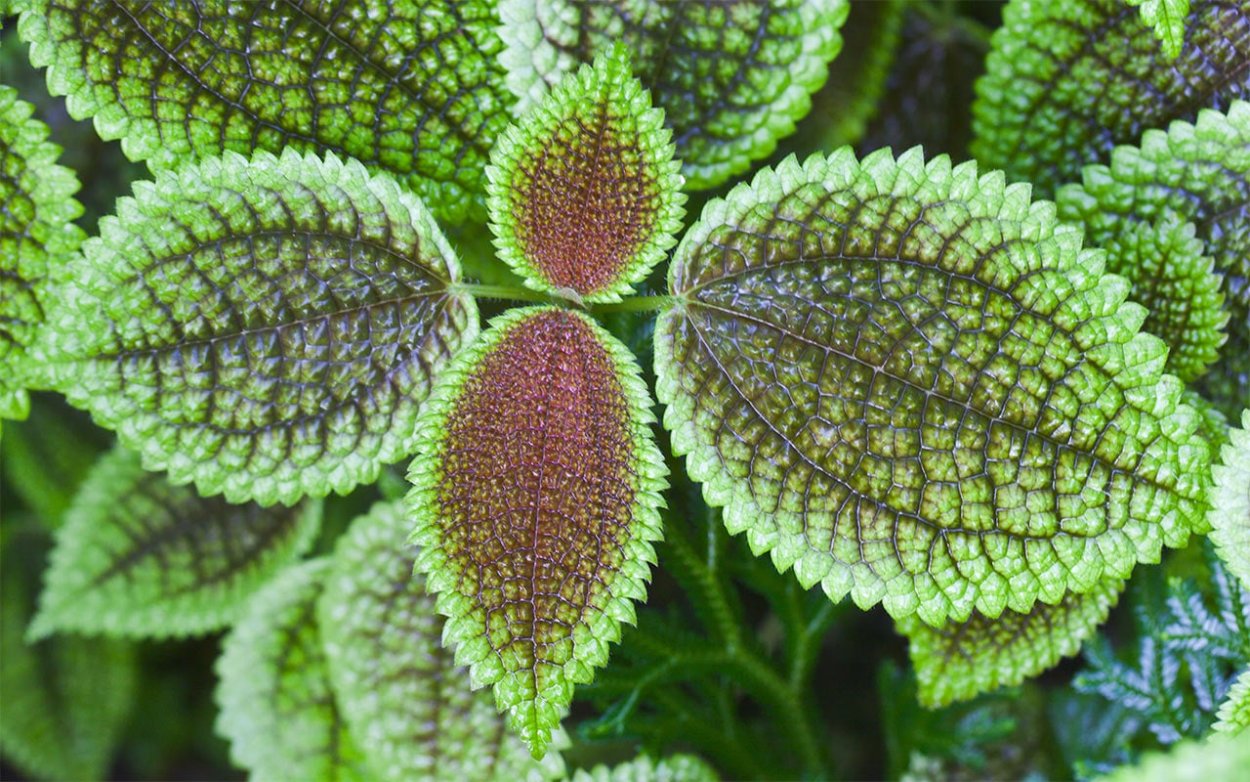 Каллизия ползучая