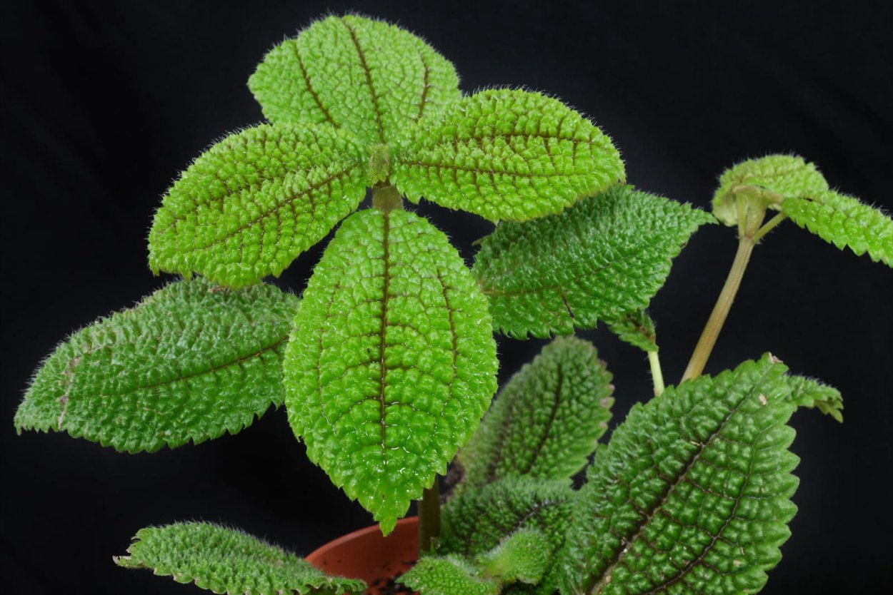 Пилея фиолетовая