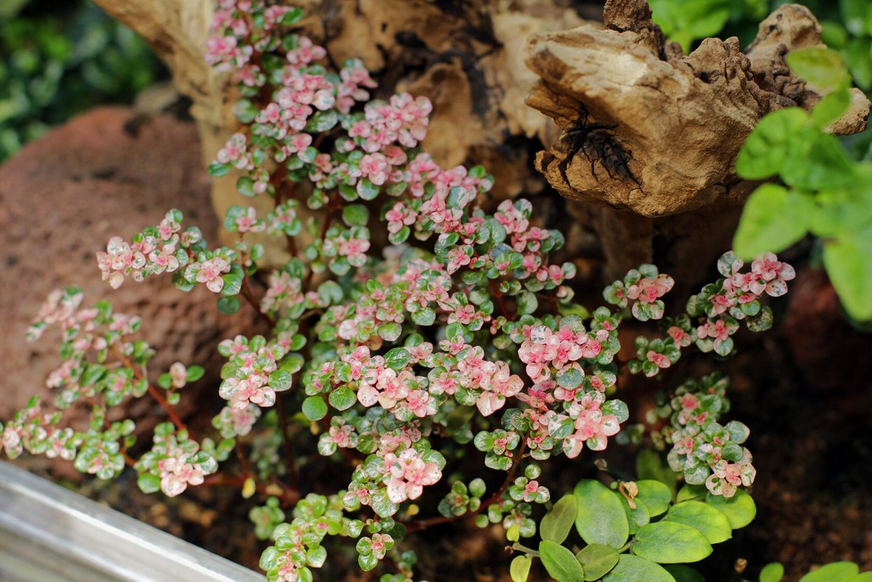 Пилея корни горшок