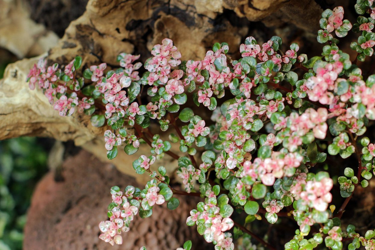 Пилея мелколистная ампельные