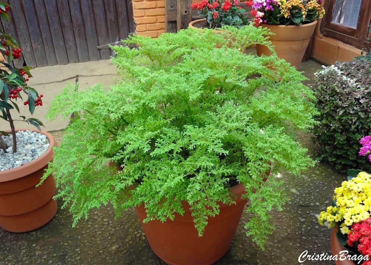 Пилея Глобоза