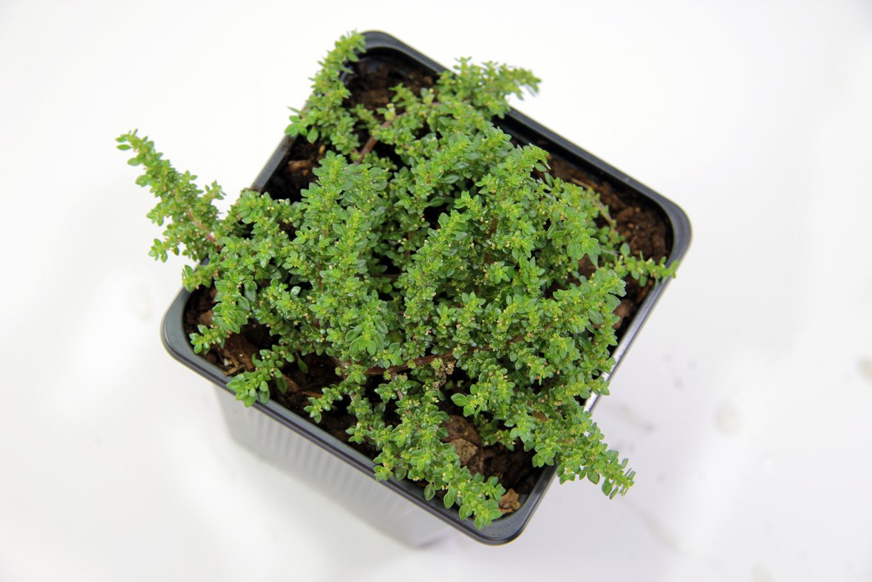 Солейролия (гелксина, хелксина)