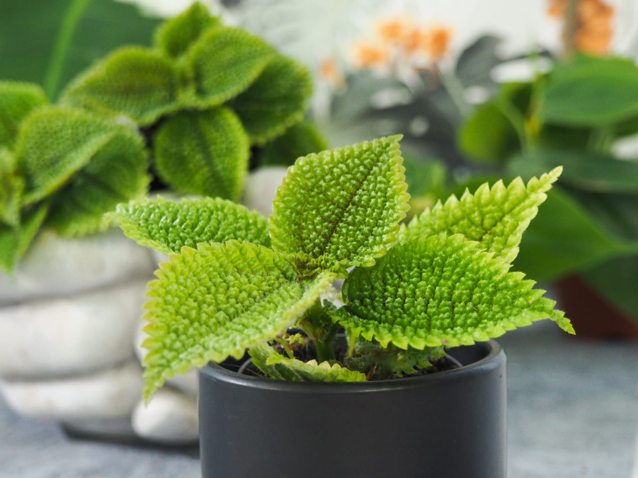 Пилея Пиноккио