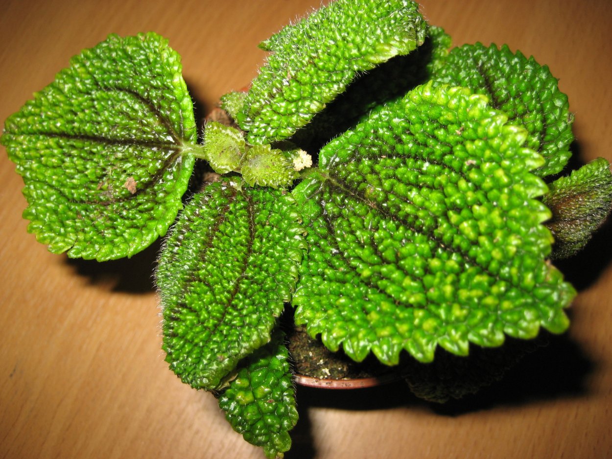 Ампельные лианы Суккуленты