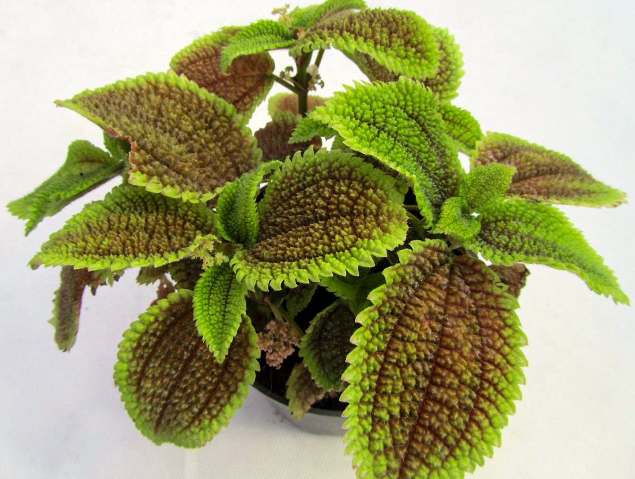 Пилея декоративнолиственная