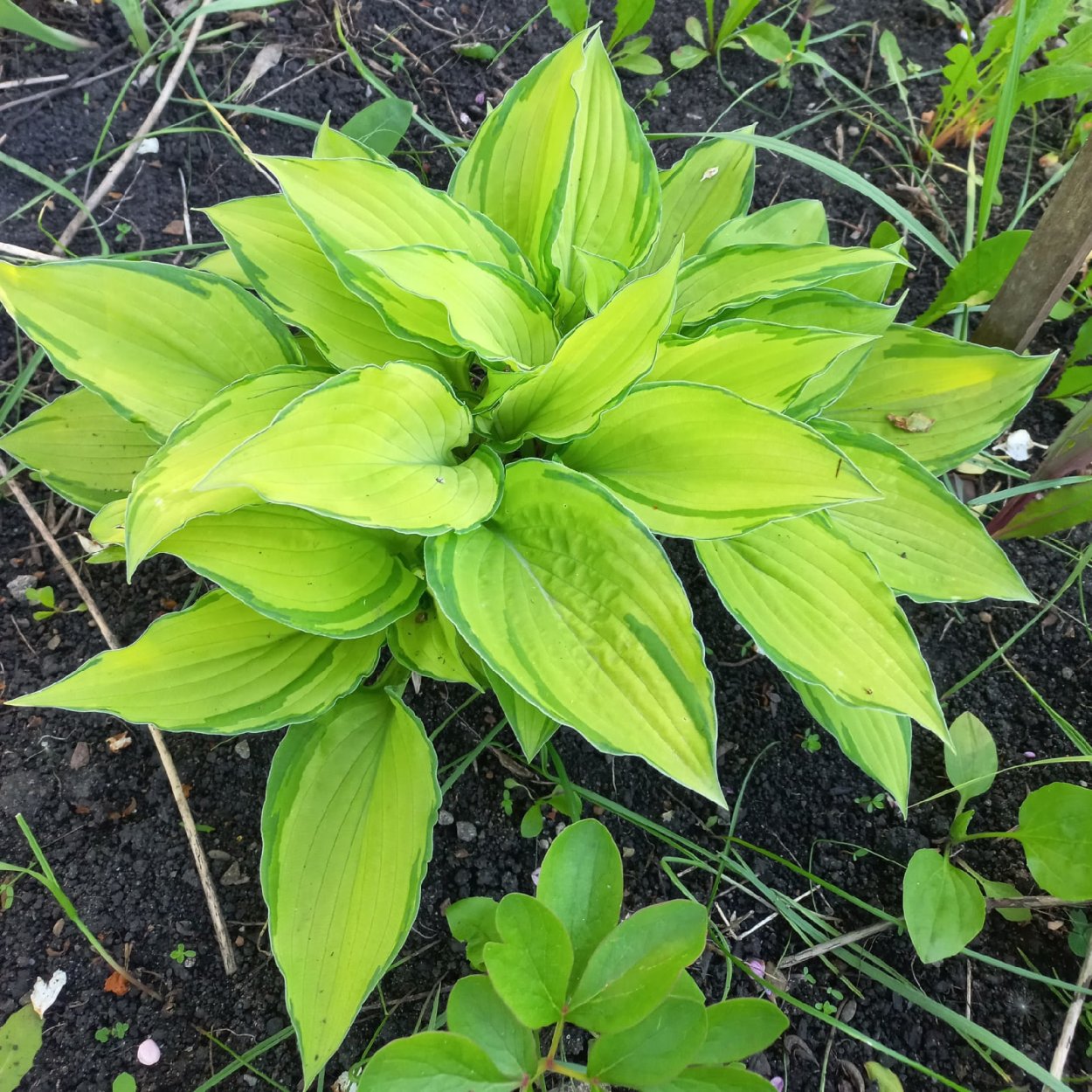 Йеллоу полька дот бикини. Хоста Moerheim. Хоста Ханс - Hosta Hans. Хоста Йеллоу полка ДОТ бикини. Хоста амброзия.