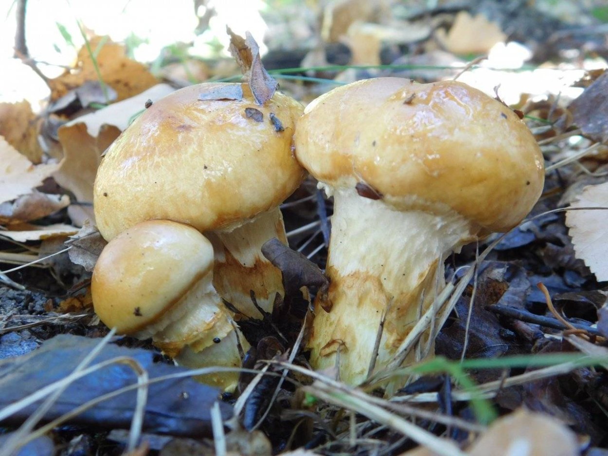 Паутинник Триумфальный гриб съедобный