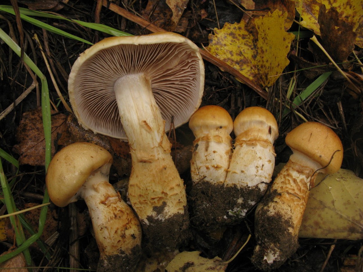 Паутинник Триумфальный желтый