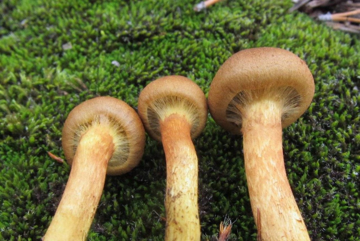 Паутинник Паутинниковые