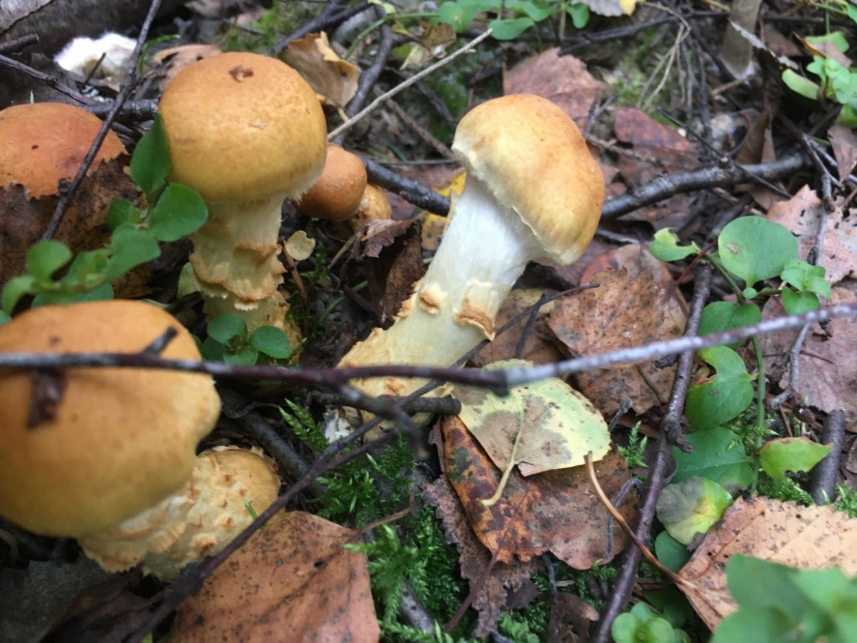 Гриб паутинник желтый