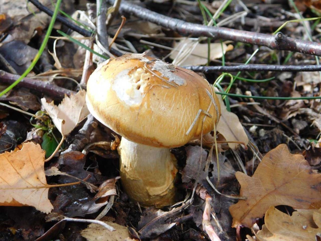 Паутинник съедобный (Cortinarius esculentus)
