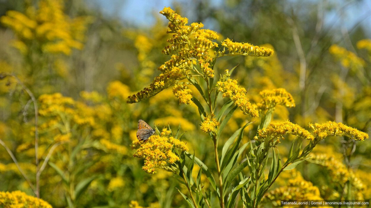 Золотарник канадский (Solidago canadensis)
