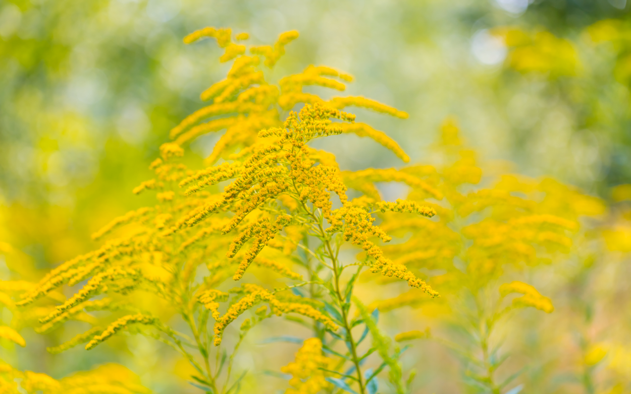 Золотарник солидаго