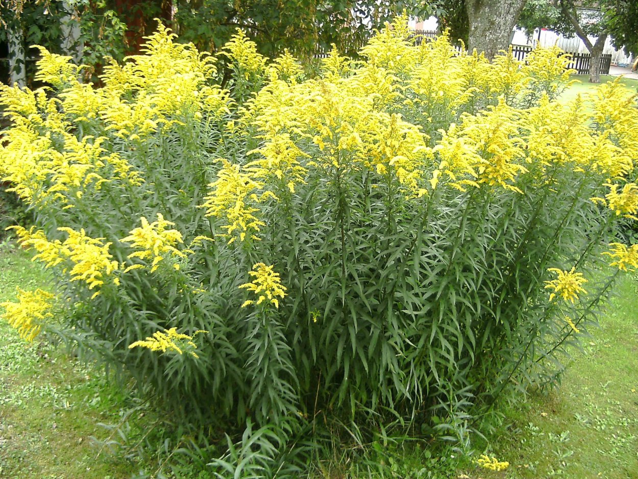 Золотарник "Hiddigeigei" (Solidago)