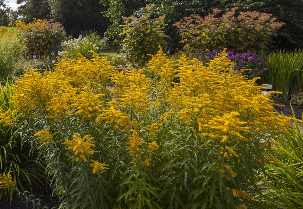 Золотарник канадский (Solidago canadensis)